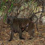 Ethiopia - Mago National Park - Baboons - 06